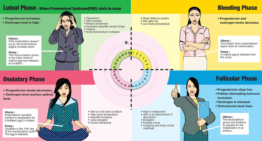 Different Phases Of The Menstrual Cycle