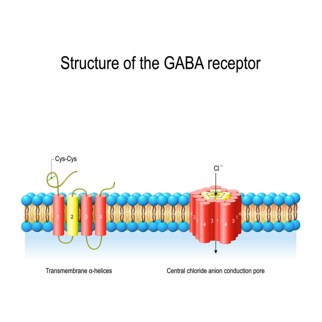 GABA receptor structure infographic