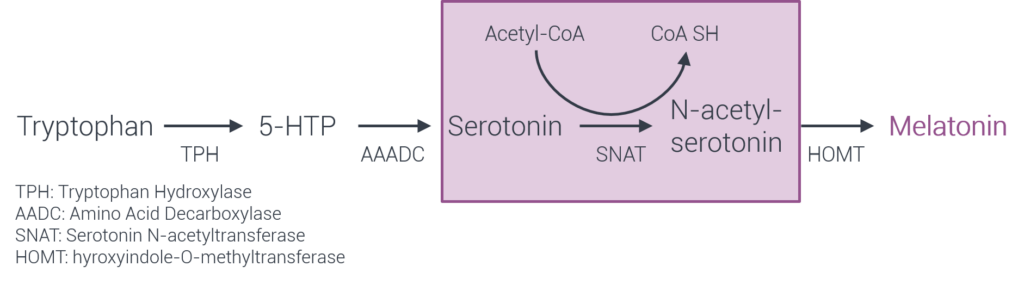 serotonin, melatonin synthesis