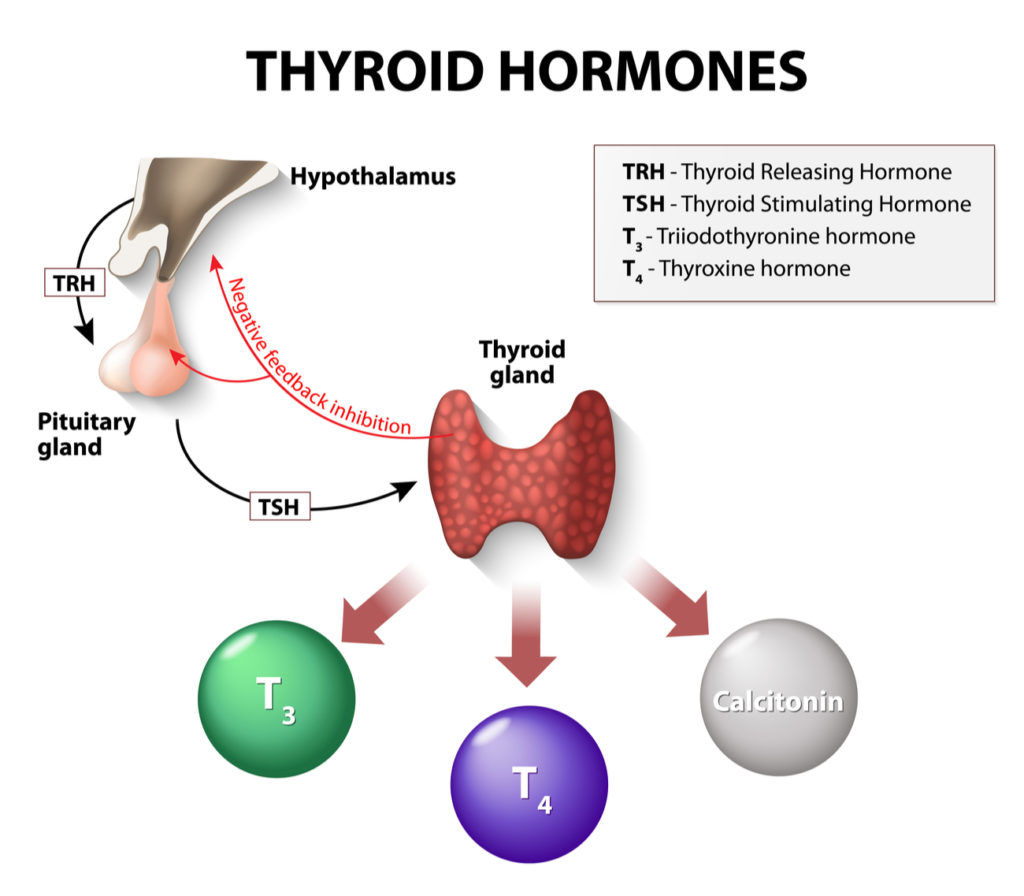 thyroid hormones infographic