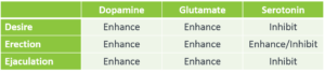 male libido, dopamine, serotonin, glutamate