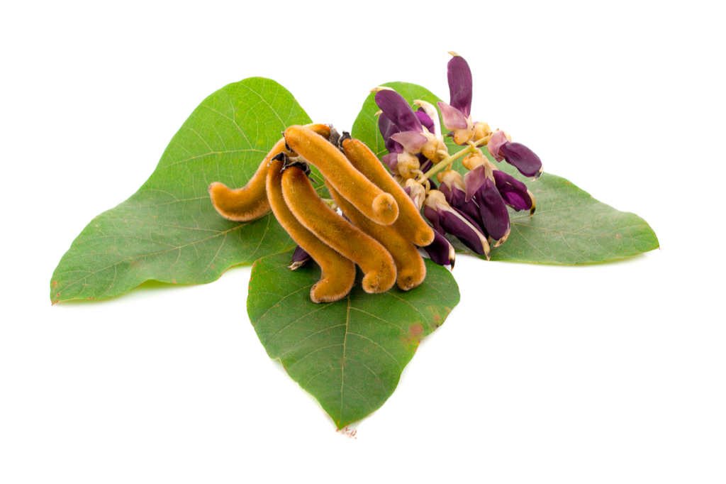 Mucuna pruriens