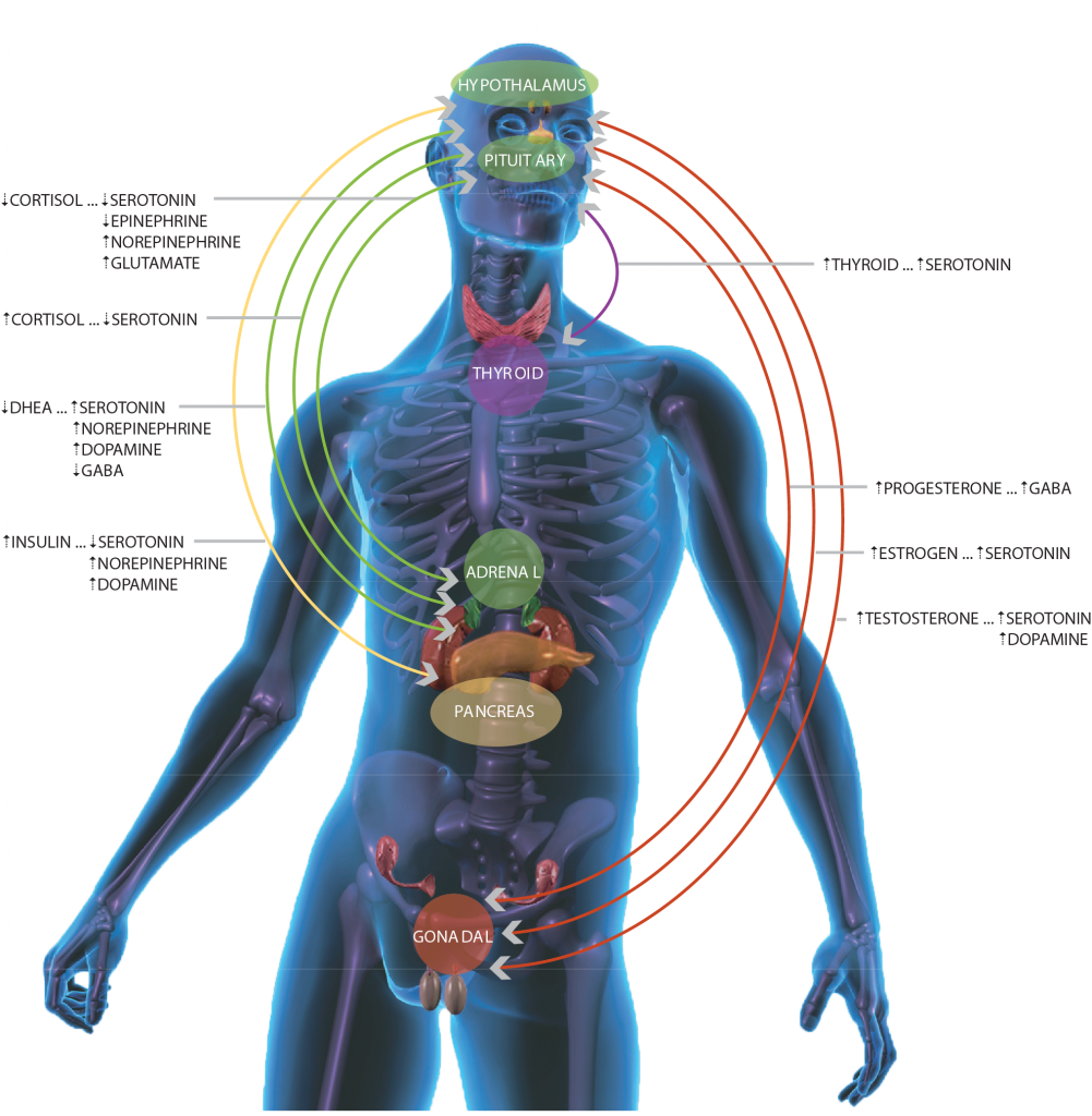 HPA-Axis diagram