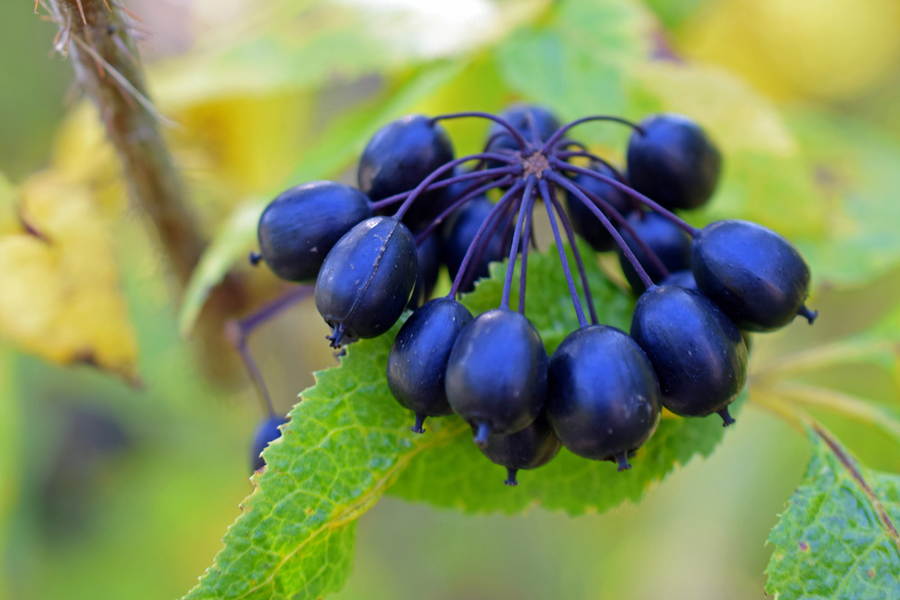 Siberian Ginseng - Contegra