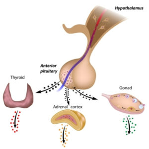 HPA axis infographic