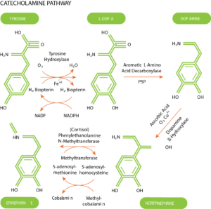 Tyrosine and L-DOPA are precursors to dopamine, norepinephrine, and epinephrine
