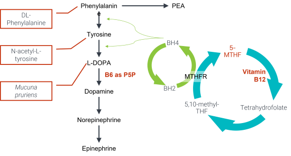 Dopamine pathway highlighting Procite-D ingredients