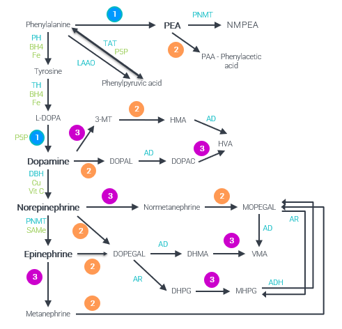 PEA, dopamine, norepinephrine, epinephrine synthesis and metabolism pathway