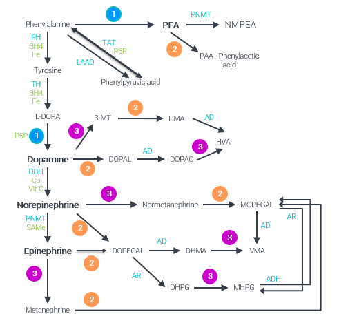 norepinephrine metabolism