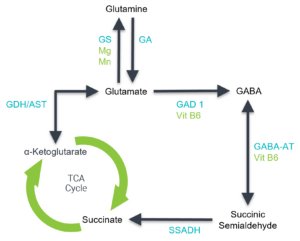 GABA and Glutamate synthesis and metabolism pathway