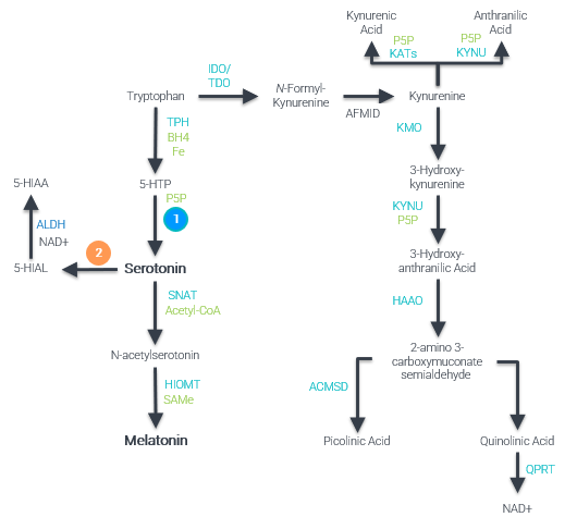 Tryptophan, 5-HTP, Serotonin pathway