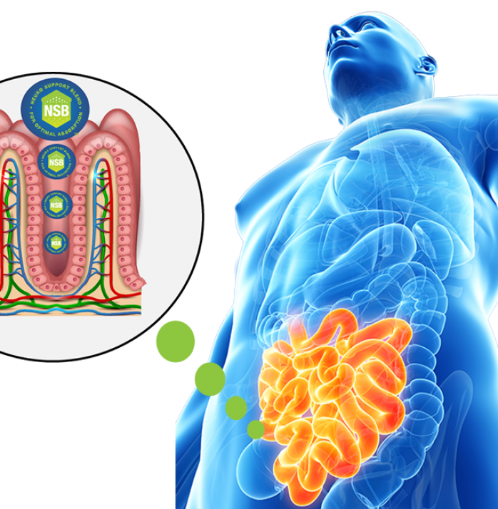 Gut-Absorption NSB diagram Gut-Absorption NSB diagram
