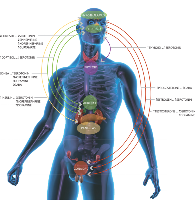 HPA-Axis diagram