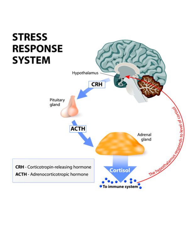 Stress Response System diagram